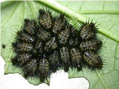 大黑星龜金花蟲 幼蟲(蔡秀錦攝)