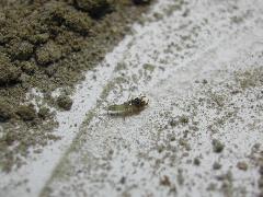 八星虎甲蟲一齡幼蟲(鄭立娜攝)