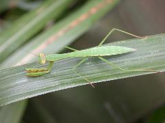 大螳螂 綠色型幼蟲(蔡秀錦攝)