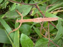 大螳螂 褐色型幼蟲(蔡秀錦攝)