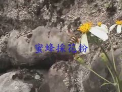 蜜蜂採花粉.wmv