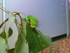 紅目天蠶蛾吃完一片樟樹葉快速版2.wmv