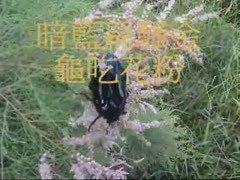 暗藍扁騷金龜   吃花粉.wmv