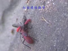 紅姬緣椿吸食昆蟲屍體汁液 .wmv