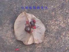 紅姬緣椿雜食性吸食台灣欒樹果實(一).wmv
