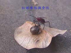 紅姬緣椿雜食性吸食台灣欒樹果實(二).wmv