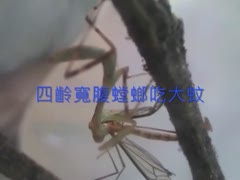 四齡寬腹螳螂吃大蚊2.wmv