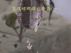 寬腹螳螂鑽出卵囊(一).mpg