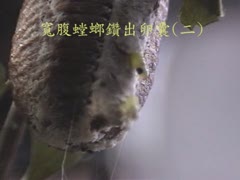 寬腹螳螂鑽出卵囊(二).mpg