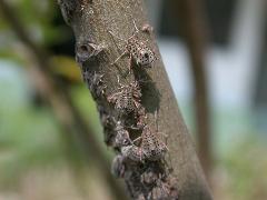 蚜蟲 在水柳樹上發現(蔡秀錦攝)