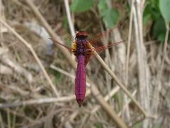 紫紅蜻蜓 雄蟲(蔡秀錦攝)