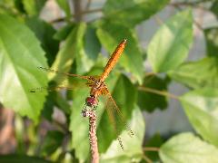 紫紅蜻蜓 未熟雄蟲(蔡秀錦攝)
