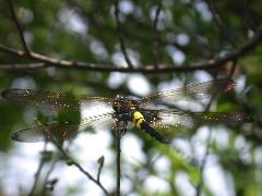 黃紉蜻蜓  雌蟲(蔡秀錦攝)