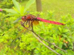 紫紅蜻蜓 雄蟲(蔡秀錦攝)