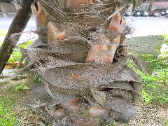 蒲葵年輕級樹幹，密布葉柄頭端，葉腋間有纖維，可用以製作繩索(蔡秀錦攝)