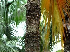 蒲葵樹幹直立不分枝，直徑長約30公分，表面粗糙，灰褐色，有不規則環紋(蔡秀錦攝)