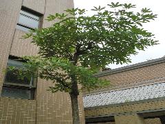 黑板樹為常綠大喬木，樹幹挺直，為灰褐色(蔡秀錦攝)