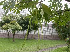 黑板樹果實為圓柱形蓇葖果，下垂，早期為綠色(蔡秀錦攝)