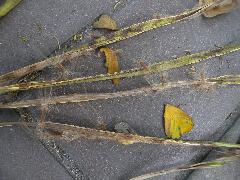 黑板樹果實成熟為褐色，掉落地面，裂開釋出種子(蔡秀錦攝)