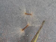黑板樹種子兩端被有黃褐色叢毛，長約1.5~2公分，可隨風散佈至各地(蔡秀錦攝)