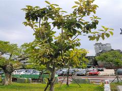印度橡膠樹為常綠大喬木，全株平滑無毛(蔡秀錦攝)
