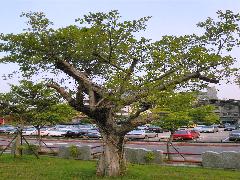 榕樹為常綠喬木，可種植為庭園樹、行道樹，供觀賞及乘涼(蔡秀錦攝)