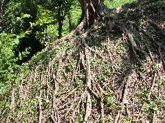 榕樹的根系發達，對於水土保持很有幫助(蔡秀錦攝)