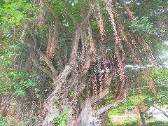 榕樹多氣根，可吸收空中的水氣與空氣(蔡秀錦攝)