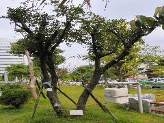 臺灣黃楊為常綠喬木，此株為舊校舍移植樹種(蔡秀錦攝)