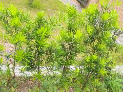羅漢松為常綠中喬木，可做為園藝用植栽(蔡秀錦攝)