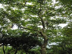 火焰木為常綠大型喬木，樹幹直立，株高可達十公尺以上(蔡秀錦攝)