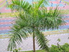 大王椰子葉子頂生，羽狀複葉，長可達3、4公尺(蔡秀錦攝)