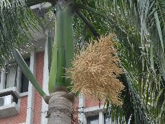 大王椰子的花為肉穗花序，著生於葉鞘處，為佛焰苞，未開的花苞像球棒狀(蔡秀錦攝)