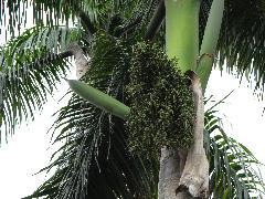 大王椰子的果實為漿果，早期為綠色，成熟時為紫色，長橢圓形(蔡秀錦攝)
