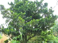 大葉山欖為常綠大喬木，樹幹粗大，高可達20公尺(蔡秀錦攝)