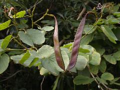 羊蹄甲的果實為莢果，扁平狀，成熟時由翠綠色轉為紫黑褐色(蔡秀錦攝)