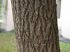 樟樹的樹皮為紅褐色或灰褐色，有縱向粗裂紋(蔡秀錦攝)