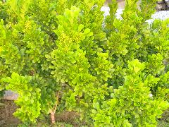 樹蘭為常綠小喬木，株高約2~6公尺，樹皮為紅褐色(蔡秀錦攝)