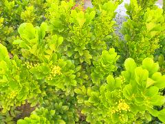 樹蘭的圓錐花序生於近枝頂葉腋或頂生，花小形，早期為綠色後轉為淡黃色(蔡秀錦攝)