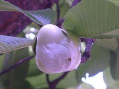 第倫桃開白色花，單性，大形，呈下垂狀(蔡秀錦攝)