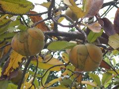 第倫桃果實為漿果狀，成熟時為黃褐色(蔡秀錦攝)