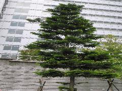 小葉南洋杉為常綠大喬木，樹冠為圓錐形(蔡秀錦攝)