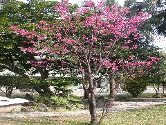 山櫻花的花腋生，緋紅色，下垂，先開花後長葉(蔡秀錦攝)