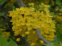 阿勃勒在7~8月花期時，滿樹垂掛黃花，飄落下一片片的花瓣，猶如下『黃金雨』(蔡秀錦攝)