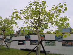 菩提樹為常綠喬木，全株平滑，樹幹粗壯挺直，有多數分枝(蔡秀錦攝)