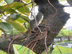 印度橡膠樹樹幹上會長出氣生根(蔡秀錦攝)