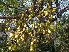 苦楝的果實為核果狀，橢圓形，成熟時為黃褐色(蔡秀錦攝)