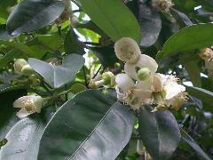 柚子樹開白色花，花瓣5片，雄蕊多數(蔡秀錦攝)