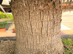 華盛頓椰子樹幹圓柱狀，粗壯通直，為深褐色(蔡秀錦攝)