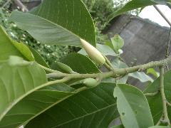 白玉蘭花單生於葉腋，花蕾被有綠色苞片(蔡秀錦攝)